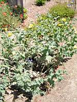 Glaucium Corniculatum (ss-esp Corniculatum) (fam Papaveracees) (sud et centre de l'Europe) (01) (Photo F. Mrugala)